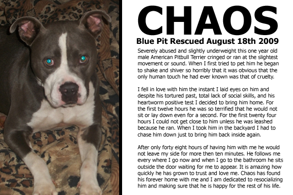 Truly Please Mistress Malice By Helping To Pay For The Medical Treatment That Chaos Will Require Over The Next Few Months Due To Being Heartworm Positive!